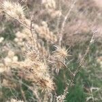 Solanum rostratum Φρούτο