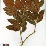 Eugenia thouvenotiana Otro
