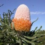 Banksia prionotes Cvet