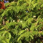 Osodendron altissimum Habit