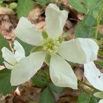 Rubus flagellaris Цветок