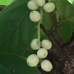 Antidesma venosum Fruit