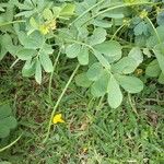 Senna obtusifolia List