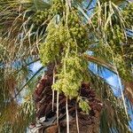 Washingtonia filifera Fruit