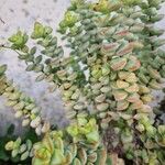 Crassula rupestris Blatt