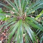 Dyckia brevifolia Лист