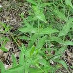 Hypericum montanum Leaf