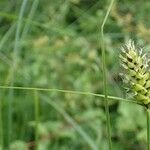 Carex melanostachya Характер