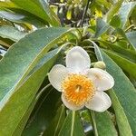 Franklinia alatamaha Kukka