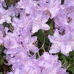 Rhododendron augustinii Flower