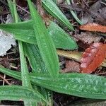 Plantago arenaria Ліст