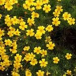 Tagetes tenuifolia Libunga