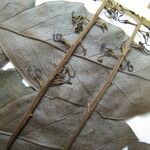 Euplassa pinnata Other