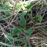 Cirsium dissectum Habit