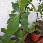 Euphorbia grantii Leaf