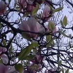 Magnolia × soulangeanaFlor