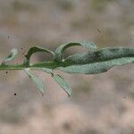 Podospermum laciniatum Leaf