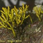 Arceuthobium azoricum その他の提案