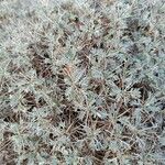Astragalus tragacantha ഇല