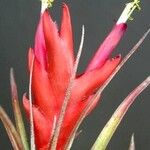 Tillandsia kegeliana Flor