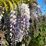 Wisteria floribundaΛουλούδι