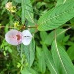 Impatiens glanduliferaLorea