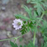 Geranium bicknellii Λουλούδι