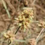 Fuirena umbellata Blomst