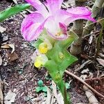 Curcuma aromatica Flower