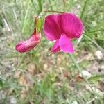 Lathyrus nissolia 花