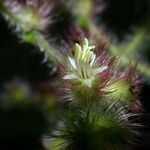 Miconia longicoma Fruct