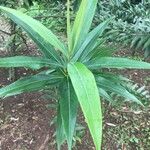 Ocotea guianensis Feuille