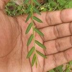 Phyllanthus virgatus 葉