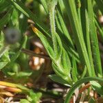 Arenaria grandiflora Leaf