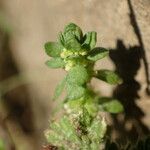 Valantia muralis Leaf