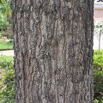 Quercus marilandica Corteza