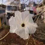 Ipomoea arborescens Flower