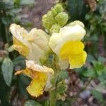 Antirrhinum majus Flor