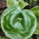 Adiantum reniforme Leaf