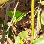 Mascarenhasia arborescens Fruto