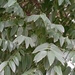 Sophora japonica Folha