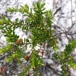Empetrum nigrum Hoja