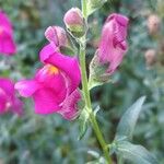 Antirrhinum majusBloem