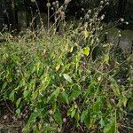 Dipsacus pilosus Natur