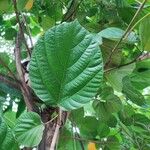Ficus auriculata পাতা