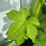 Humulus scandens Листок