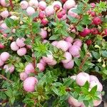 Gaultheria mucronata Други