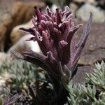 Castilleja nana Hábito