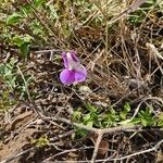 Vigna frutescens Blomma