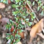 Pilea microphylla Leaf